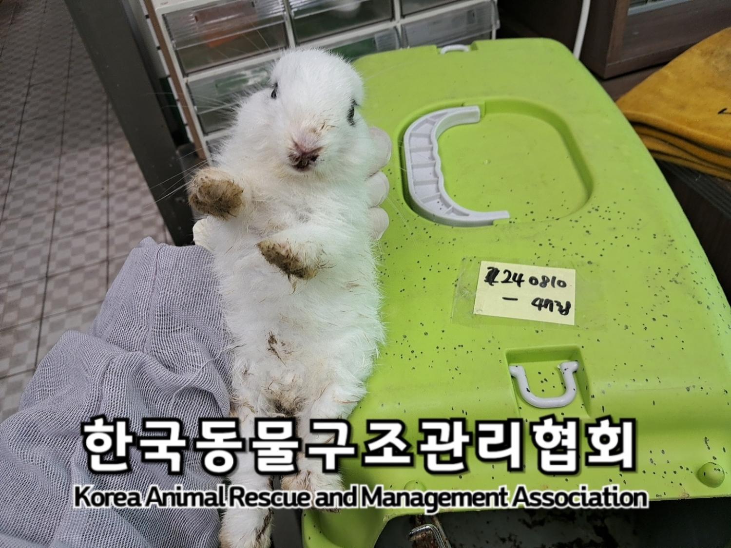 종료(자연사) 토끼…